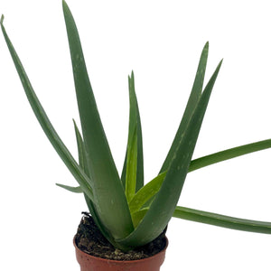 Aloe Vera Pflanze  zur Hautpflege und Kosmetik konfitee.de