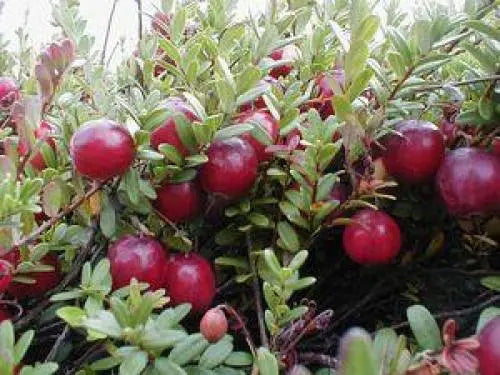 Cranberry Pflanze hohe Erträge Cranberrys im Garten anpflanzen konfitee.de